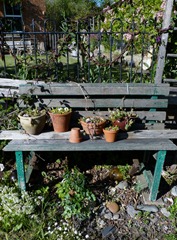 garden june 2011 020 garden june 2011 020