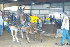 More mules pulling 3x.jpg