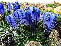 [gentiana%2520nubigena%255B5%255D.jpg]