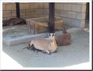zoo 12