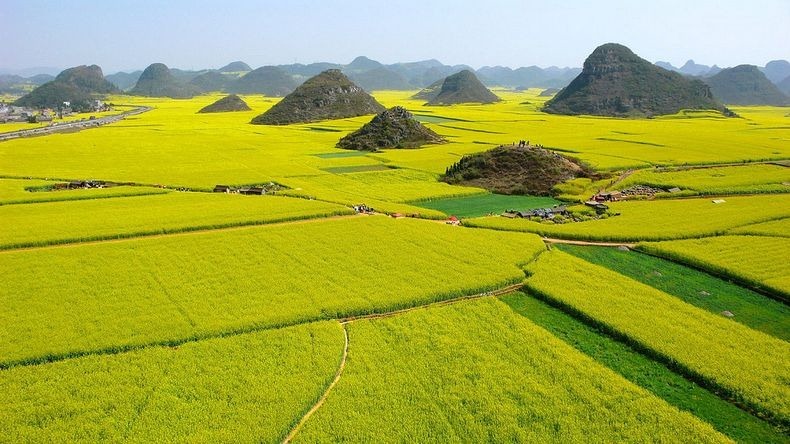 [صور] مناظر رائعة لحقول بذور اللفت في الصين Luoping-14%25255B2%25255D