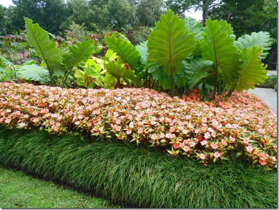 Colocasia Planting Scheme