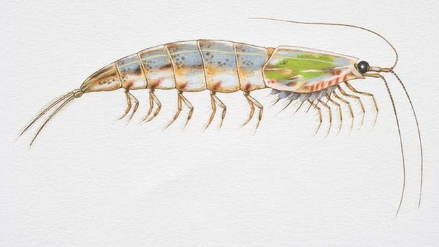 Antarctic krill. Krill are under threat from ocean acidification. Geological records show the current acidification is unparalleled in at least the past 300 million years, IPSO's State of the Ocean 2013 report says. Graphic: Australian Antarctic Division