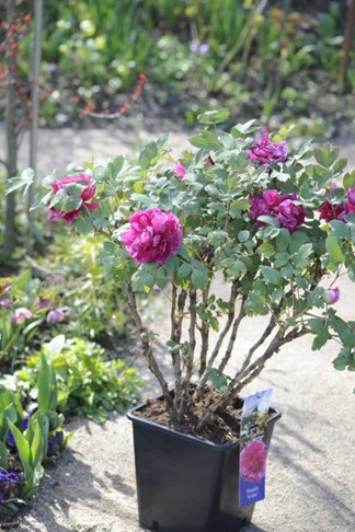 claus20120416_092356