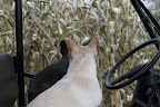 Checking The Crops For Frost Damage