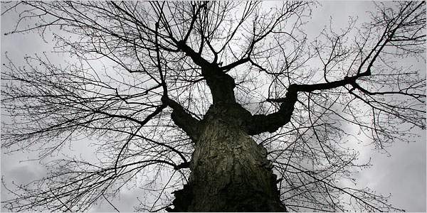 [18tree6004.jpg]