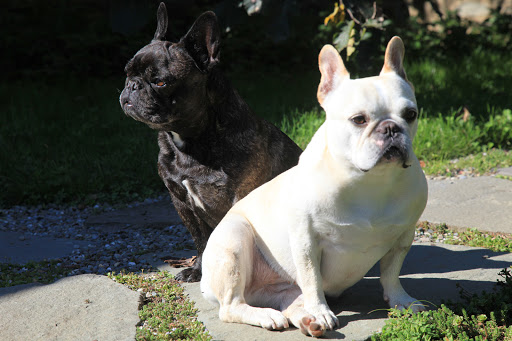 You know what, Franny? We haven't seen our friends the donkeys in quite some time. I wonder how Clive, Rufus, and Billie are faring? You know what, Franny? We haven't seen our friends the donkeys in quite some time. I wonder how Clive, Rufus, and Billie are faring?