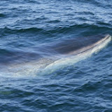Finback whale