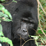 Uganda and Mountain Gorillas
