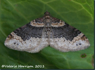 dark-barred-twin-spot-carpet dark-barred-twin-spot-carpet