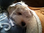 CHARLYE por fin durmiendo seguro en calor de familia,adoptado 2013.