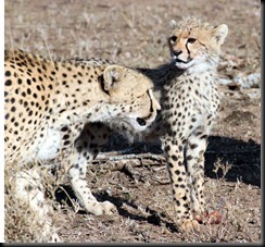 October 18 2012 Cheetah Mom & cub