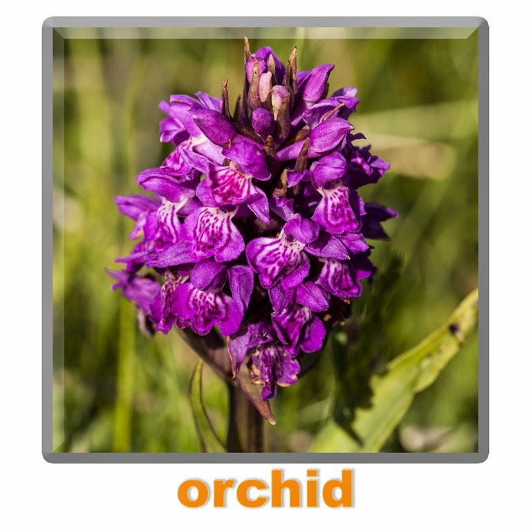 [orchididk%255B4%255D.jpg]
