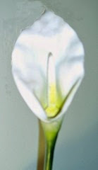 Easterlily
