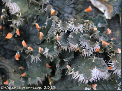 22-dog-lichen 22-dog-lichen
