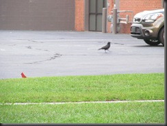 crow with cardinal