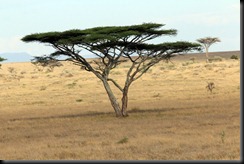 October 18 2012 giraffe pruned tree