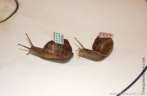 Balap Siput