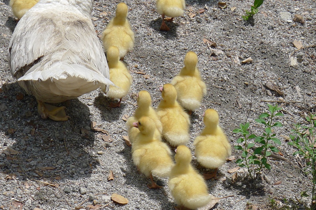 [Cute%2520Ducklings%2520at%2520Apag%2520Marangle%255B3%255D.jpg]