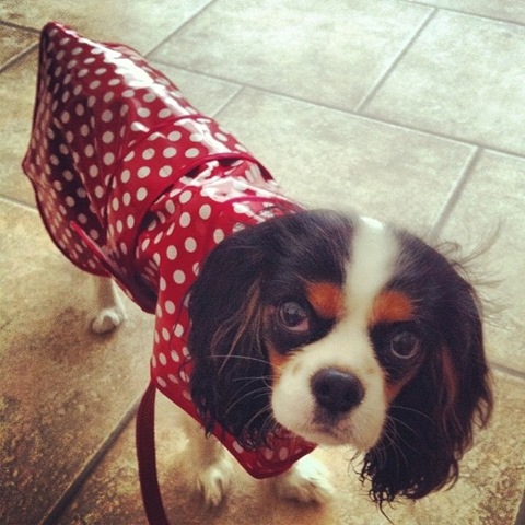 [hurricane-sandy-dogs-33%255B2%255D.jpg]