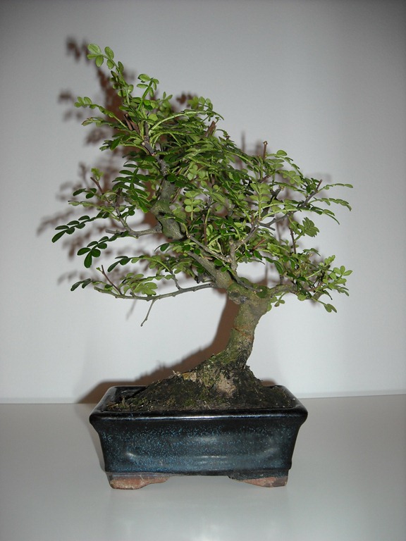 [DSCN0035%255B5%255D.jpg]