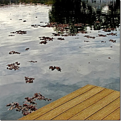 A - leaves in lake close 
