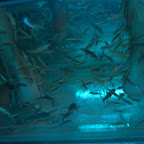 Viele, viele Fische mampfen die Haut von den Füssen....