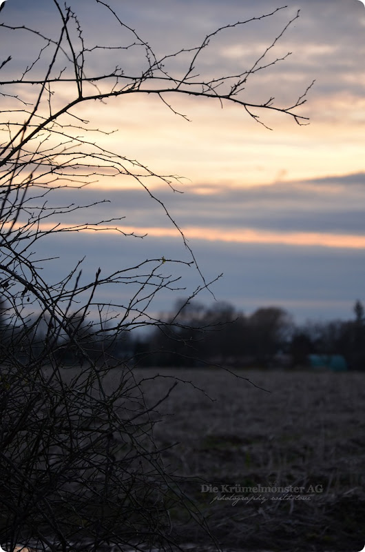 abendlicher Hundespaziergang Rodau (2)