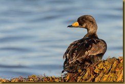 1st Year Male on seaweed covered rock at Goosebery Neck, Westport Massachusetts