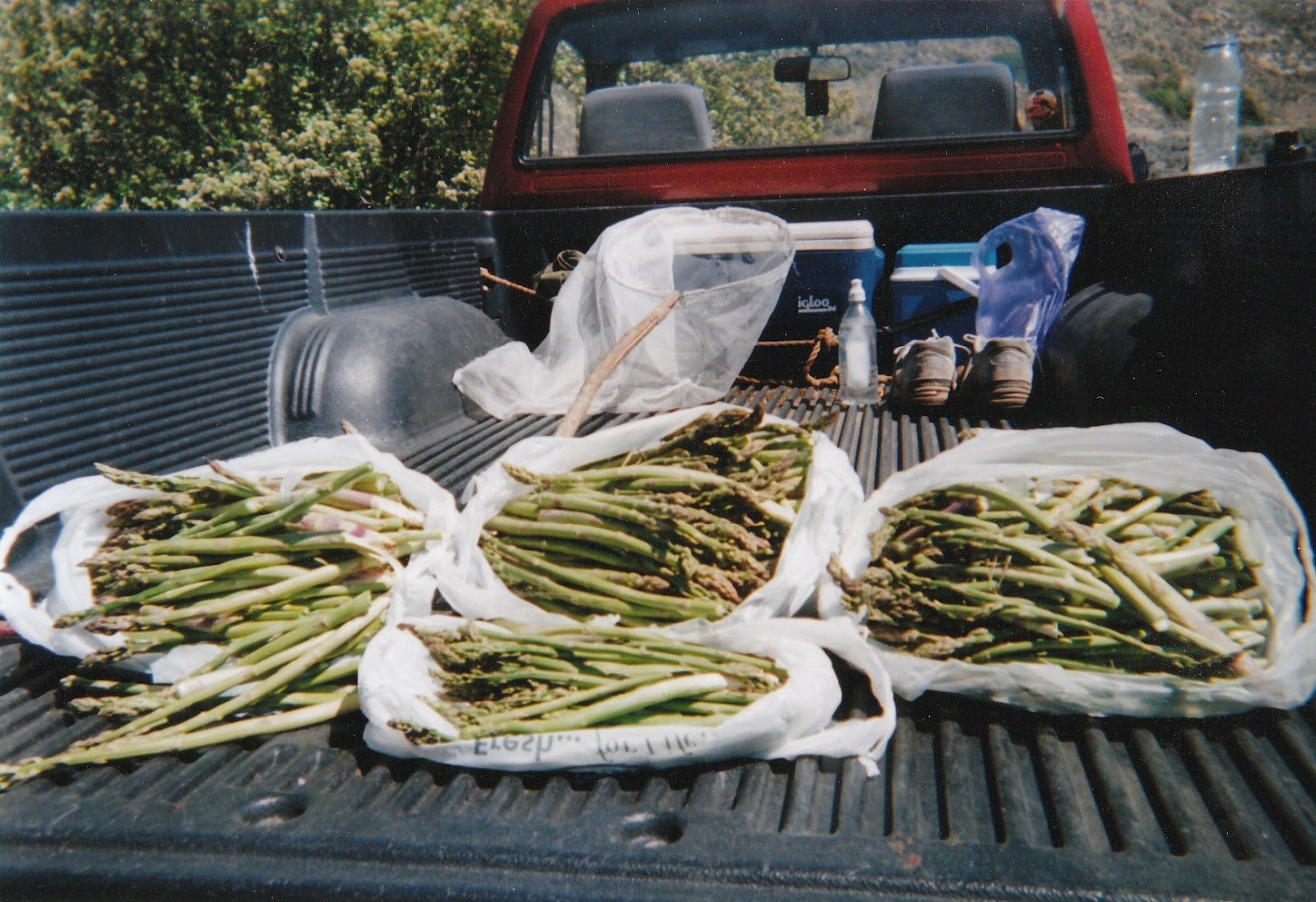 [Free%2520asparagus%255B3%255D.jpg]