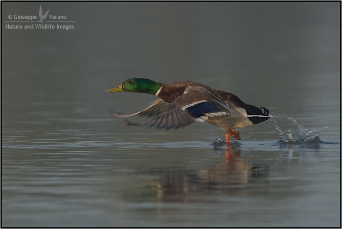 © Giuseppe Varano - Nature and Wildlife Images