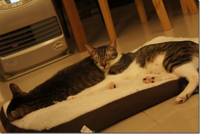 DSC00320 DSC00320