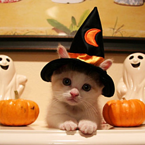halloween_dog_costume_07
