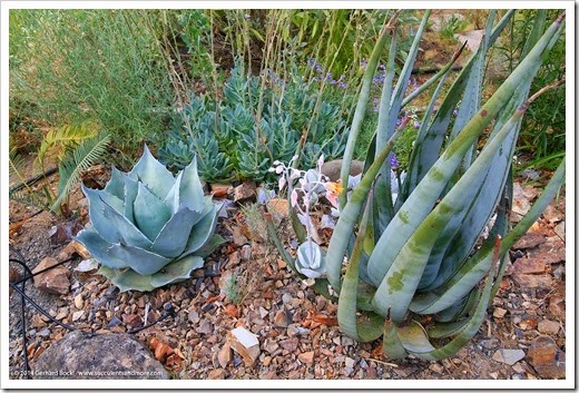 140625_Agave-ovatifolia-Frosty-Blue_001