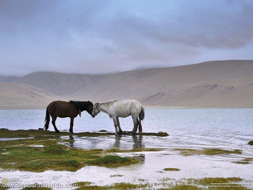 wallpapers national geographic desbaratinando (39)