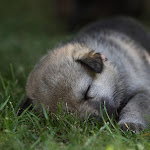 Z Devinskej C 2012_0161.JPG