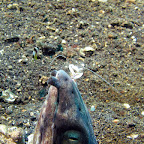Snake eel and cleaner shrimp (Lembeh Strait)
