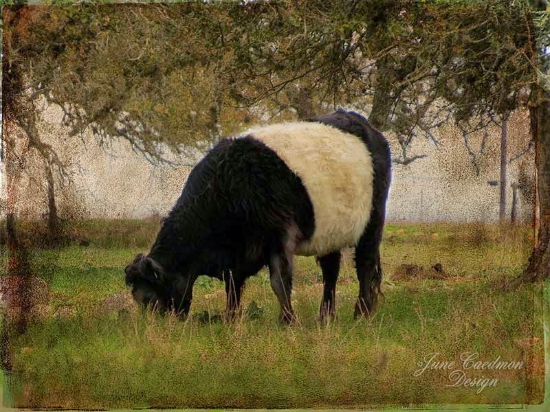 [Belted_Galloway_Impressions%255B3%255D.jpg]