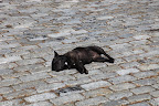 Relaxing on Cobblestones