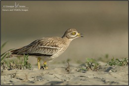 Occhione---Stone-Curlew-(Burhinus-oedicnemus)-061920111DIII1185