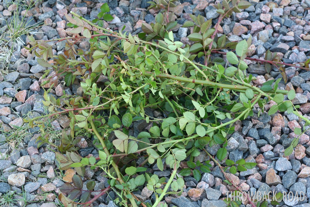 [rose-bush-0163.jpg]