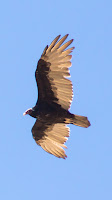 DSC04164.jpg