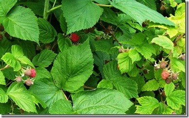 raspberries_thumb[1]