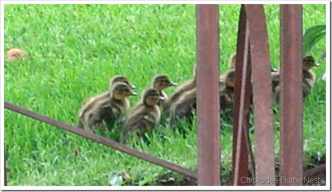 2012-05-12_Baby Ducks 2