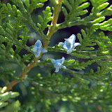 Thuja kukkii