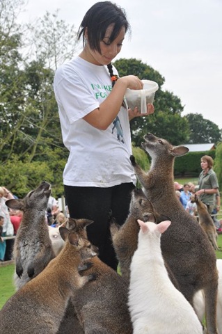[Precious%2520feeding%2520Wallabies%2520%2528resized%2529%2520DSC_0790%255B6%255D.jpg]