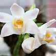 Orchid