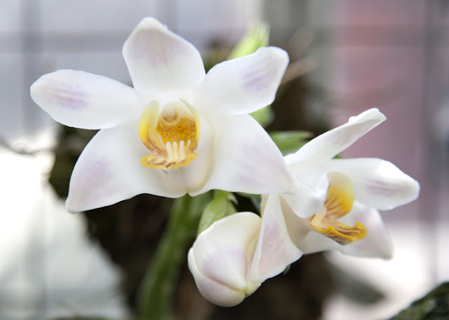 Orchid