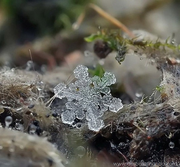 flocos-de-neve-macro-snowflakes-macro-photography-andrew-osokin-desbaratinando (2) flocos-de-neve-macro-snowflakes-macro-photography-andrew-osokin-desbaratinando (2)