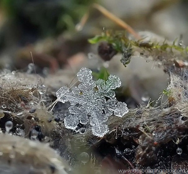 flocos-de-neve-macro-snowflakes-macro-photography-andrew-osokin-desbaratinando (2)